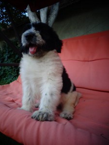 11916109_928113253927604_3750046109593849445_n.jpg