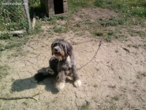4168760_3_644x461_vand-mioritic-animale-de-companie.jpg