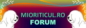 bannner FORUM.jpg