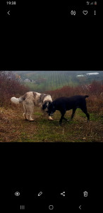 Screenshot_20201115-193846_Gallery.jpg