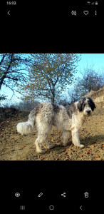 Screenshot_20201121-160309_Gallery.jpg