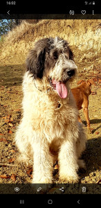 Screenshot_20201121-160255_Gallery.jpg