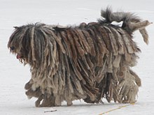 220px-Bergamasco_shepherd_dog_-_merle_female_cropped.jpg