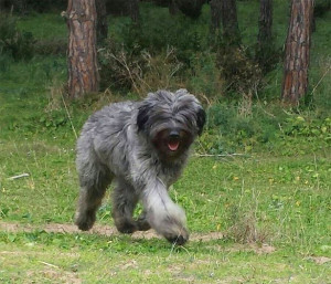 cane-fonnese.jpg