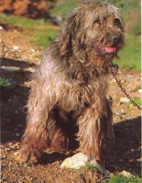 cane3.jpg
