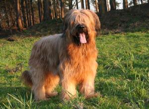 Race-Briard.jpg