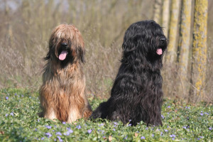 2-briards-assis-en-foret.jpg