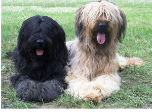 Briards-noir-et-sable.jpeg