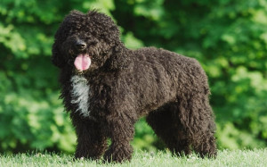 Barbet-Dog-Breed-Information.jpg