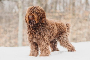 Barbet-standing-in-the-snow.jpg