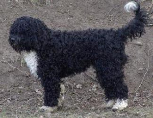barbet-000.jpg