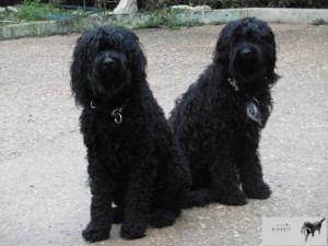 barbet-190208-221411219035.jpg