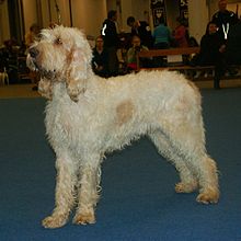 Grand_griffon_vendéen_aka_Large_Vendéen_Griffon.JPG