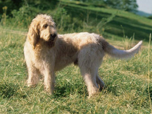 grand-griffon-vendeen.jpg