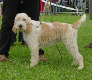 grandgriffonvendeen.jpg