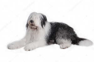 depositphotos_43911839-stock-photo-old-english-sheepdog.jpg