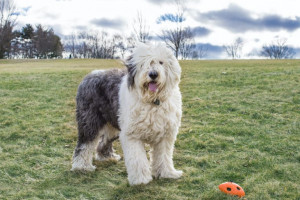 Old-English-Sheepdog-768x512.jpeg