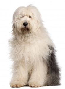 Old-English-Sheepdog-d-3.jpg