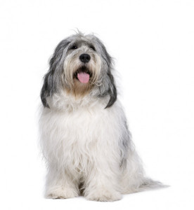 depositphotos_10882515-stock-photo-polish-lowland-sheepdog-2-years.jpg
