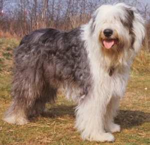 oldenglishsheepdogsf1.jpg