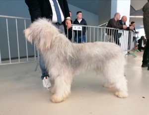 Exemplar de Ciobănesc Ucrainian ( South Russian Ovcharka) pe care l-am fotografiat în februarie 2020 la Expozitia din Cluj-Napoca Южнорусская овчарка