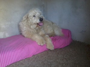 Dolly in casuta ei