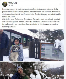 Wolflife.JPG
