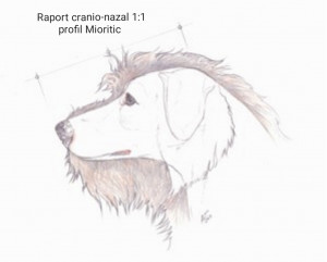 Profil Mioritic cu și fără păr <br />Raport cranio-nazal 1:1