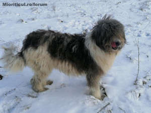Wutenia din Zestrea Stânelor - Mioritic Female