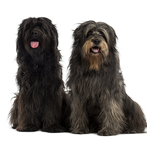 Catalan_Sheepdog_3.jpg