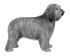 Catalan_Sheepdog_Rev_B_W_Small_File-1.png