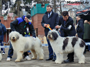 Mioritic Ovcharka Male and Female