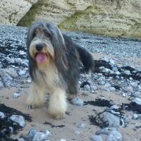 gali-un-joli-bearded-collie-de-6-ans.jpg
