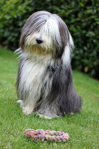 250px-Bearded_collie_and_a_rope.jpg