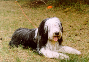 Bearded-collie-dehors.jpg