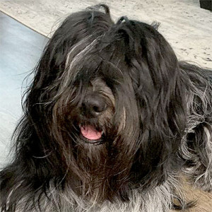 ourdogs-gromit.jpg