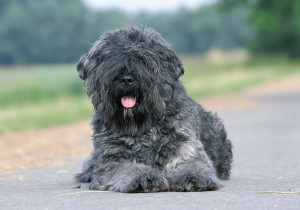 bouvier-des-flandres.jpg