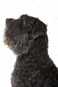 Bouvier des flandres-flanders cattle dog.jpeg