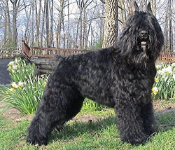 Bouvier-des-Flandres.jpg