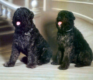 Bouvier_des_Flandres.jpg