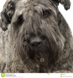 bouvier-des-flandres-6005104.jpg