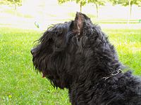 Bouvier_des_Flandres034.JPG