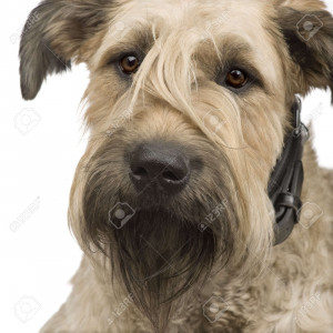 3358045-bouvier-des-flandres-in-front-of-a-white-background.jpg