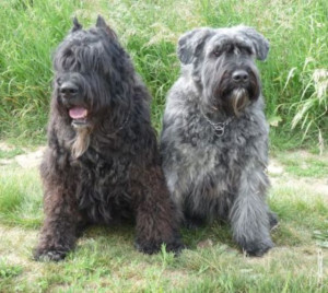 ELSKA ET POUCHKINE.jpg