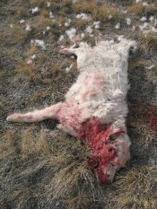 Sieben-Ranch-Montana-Guard-Dog-killed-by-wolves.jpg