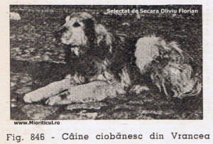 caine ciobanesc din vrancea.jpg