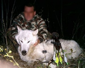 2005CharlieWhiteWolf.jpg