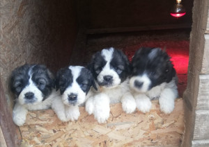 5 săptămâni