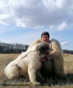 Romanian Shepherd