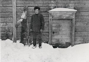 finnish-wolf-1911.jpg